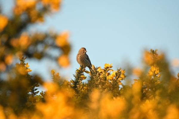Photograph of a lark in a gorse bush