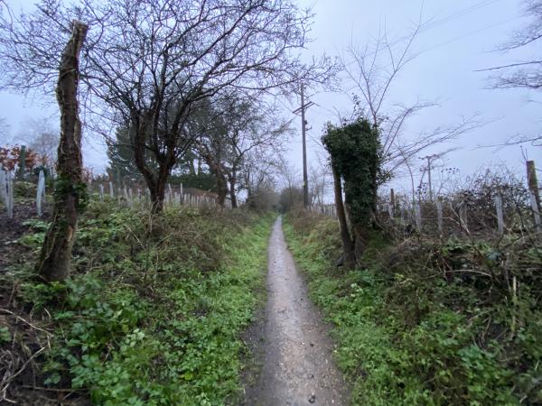 Hedging on both sides of Sandy Lane