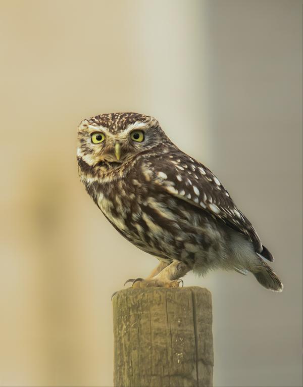 Tawny Owlet