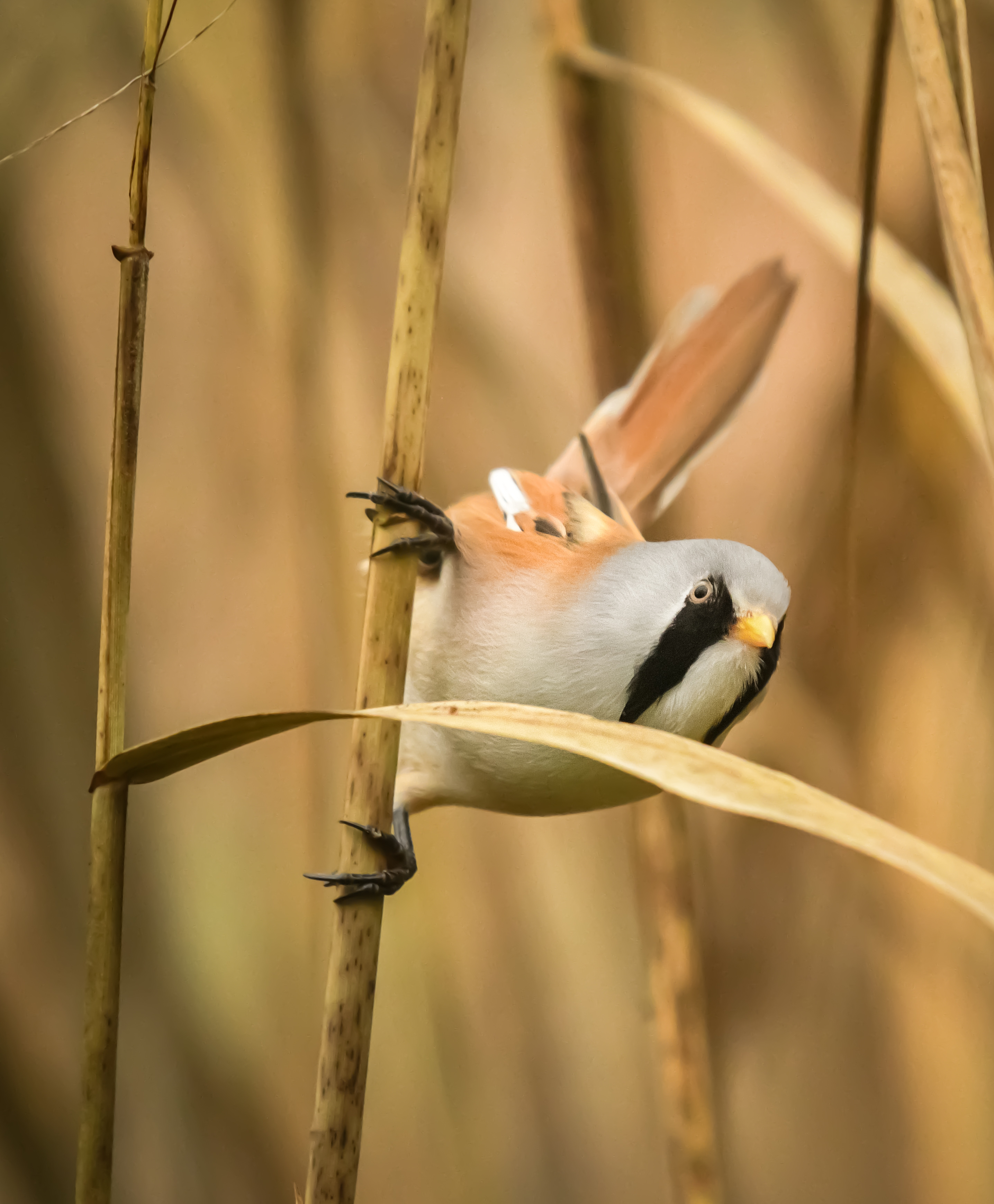 Birdsong Walk Birdcount