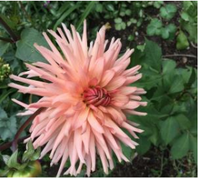 The Horticultural Show is back!