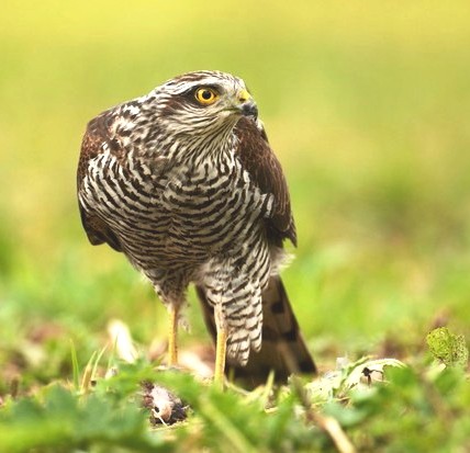 Sparrowhawk