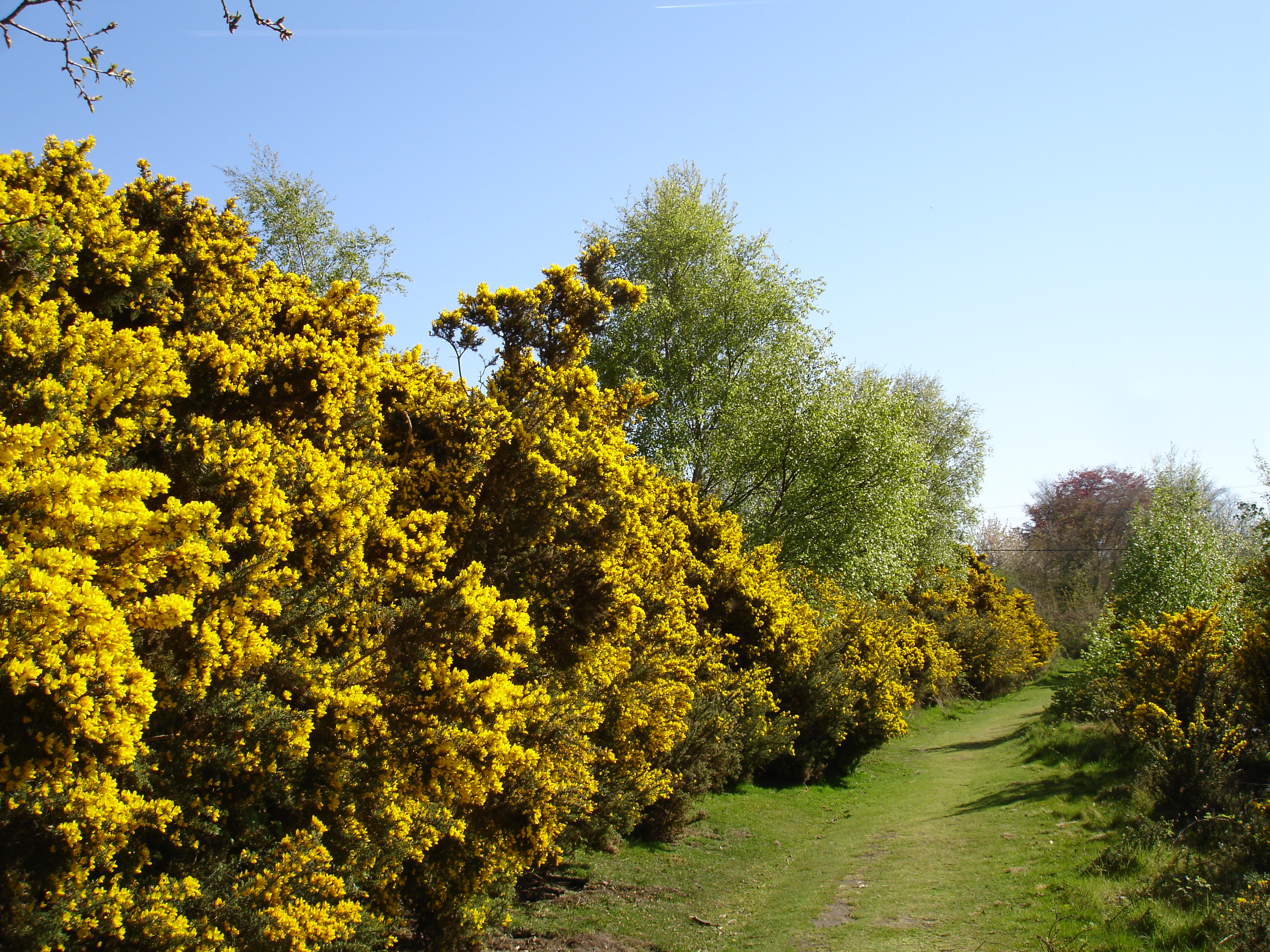Conservation Management on the Heaths and Marshes around Walberswick